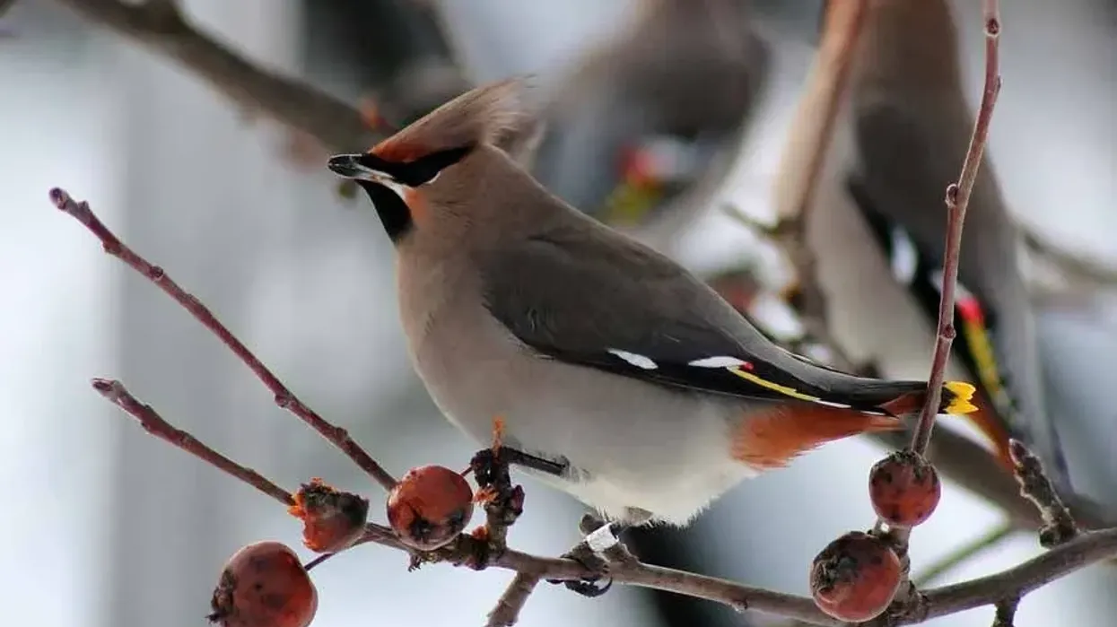 Bohemian waxwing facts about a North American bird species.