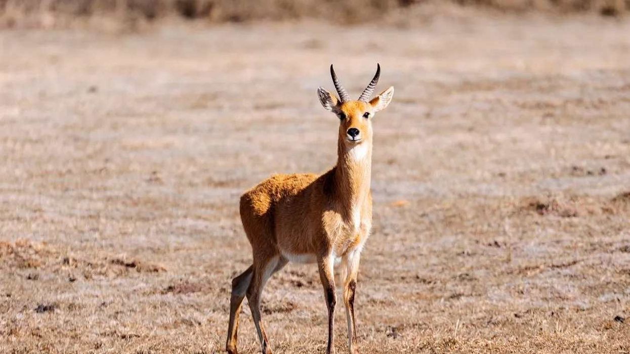 Bohor reedbuck facts will captivate both parents and their kids.