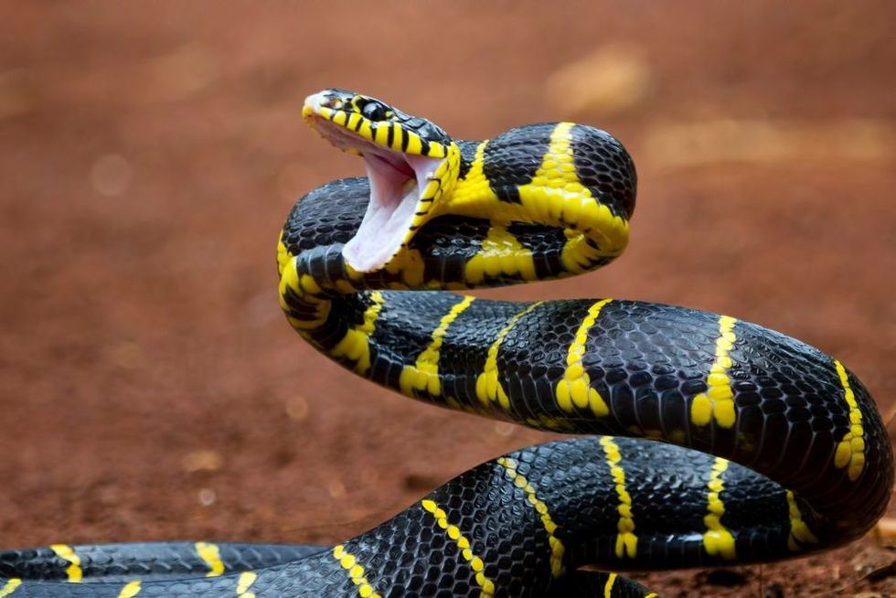 Boiga snake Dendrophila yellow ringed