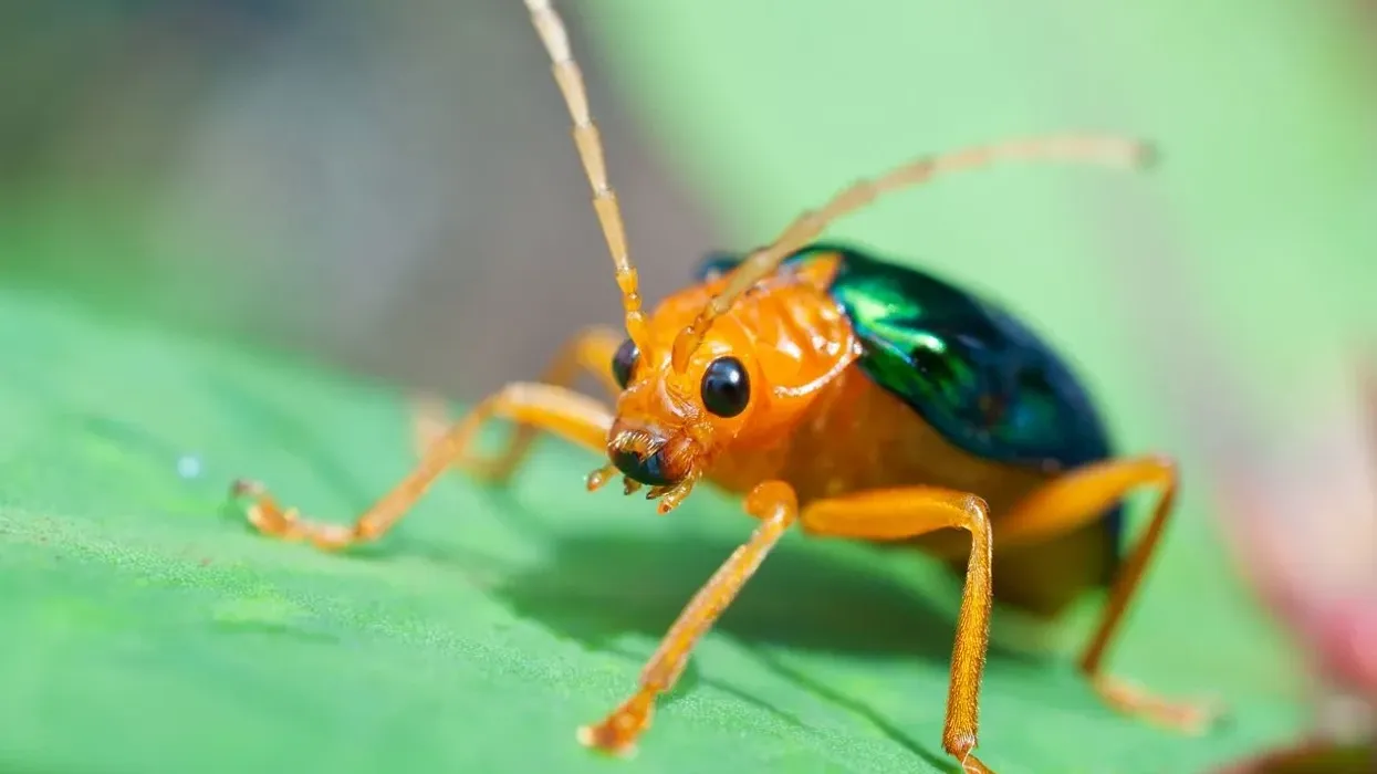 Bombardier Beetle are called so because they explode chemical substances as a defense mechanism like a bomb.