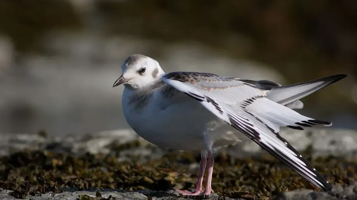 Bonaparte's gull facts where this bird breeds and how it breeds.