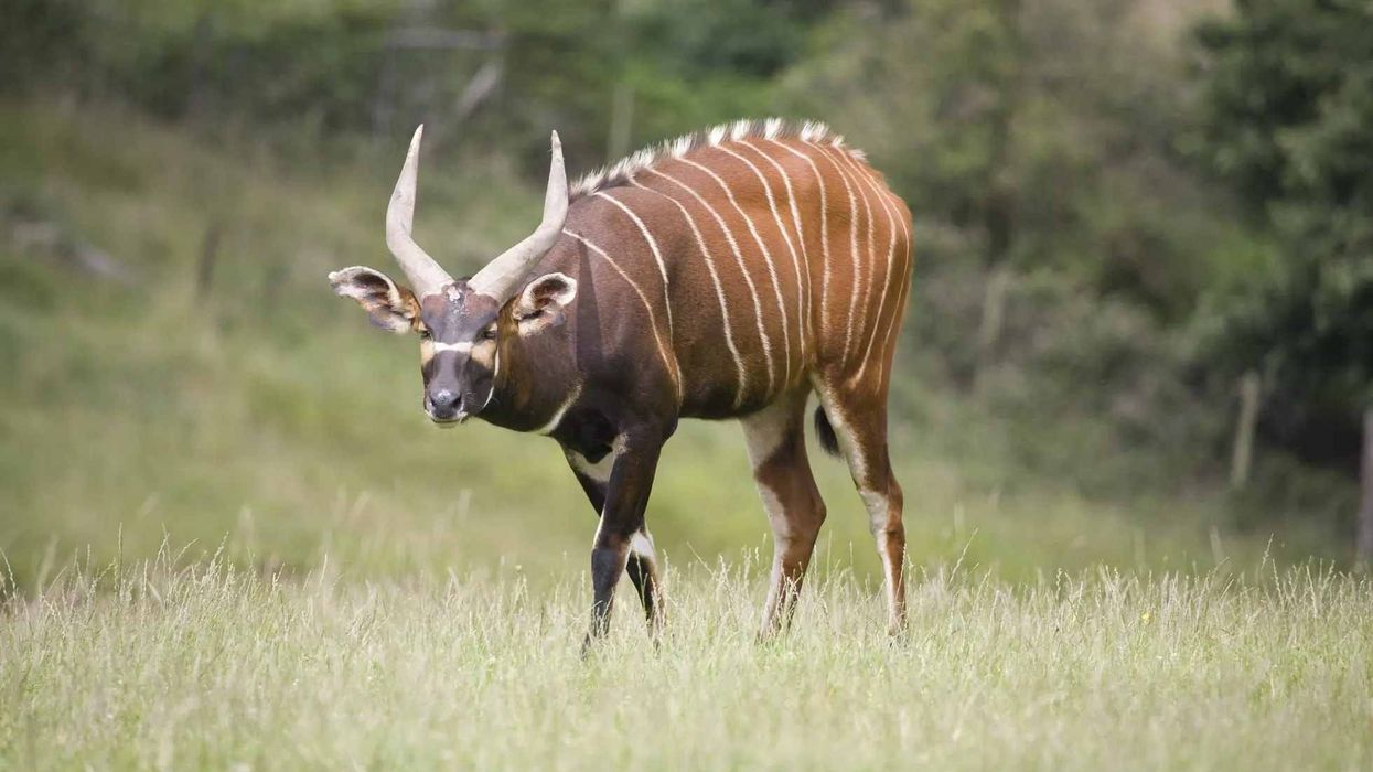 Bongo facts are interesting as they tell us about the various locations one can spot a bongo