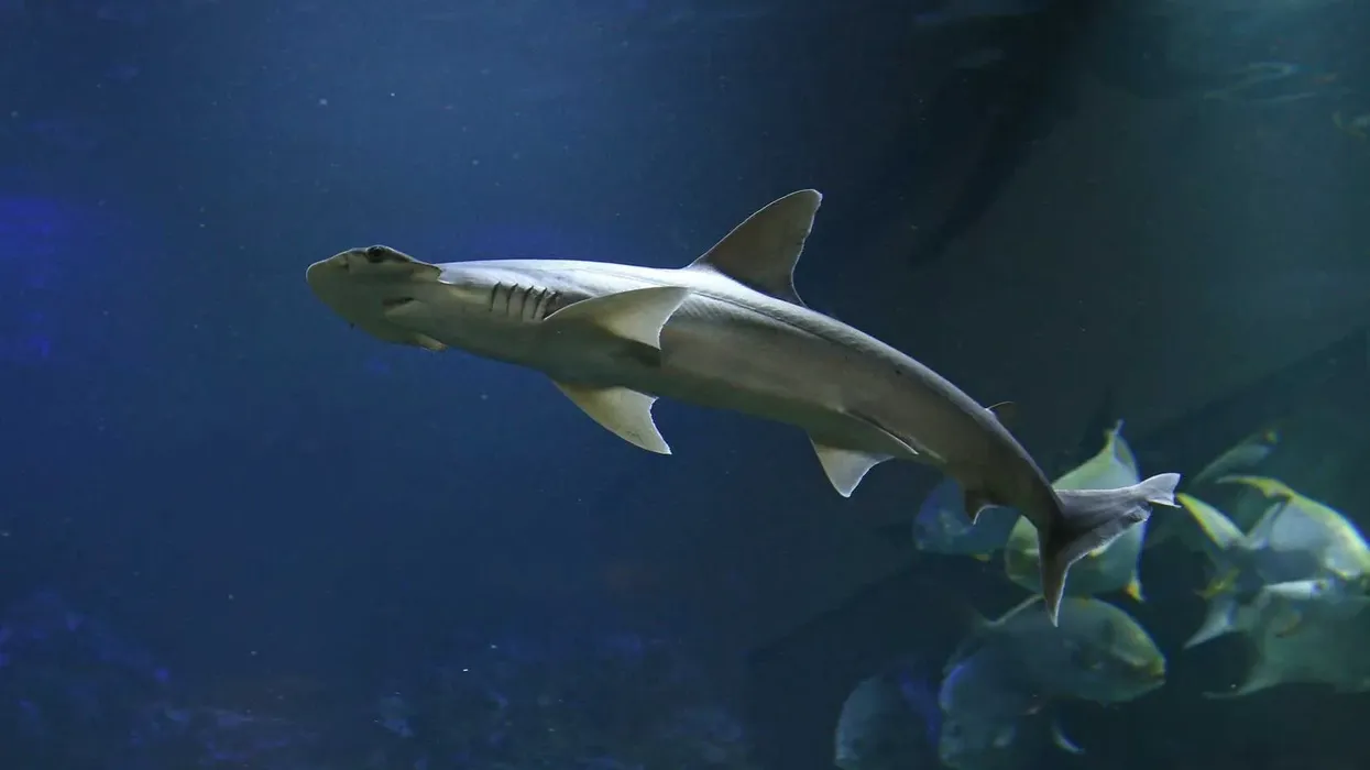 Bonnethead shark facts are about the smallest shark member of the hammerhead family