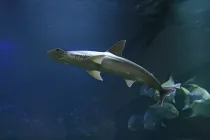 Bonnethead shark facts are about the smallest shark member of the hammerhead family