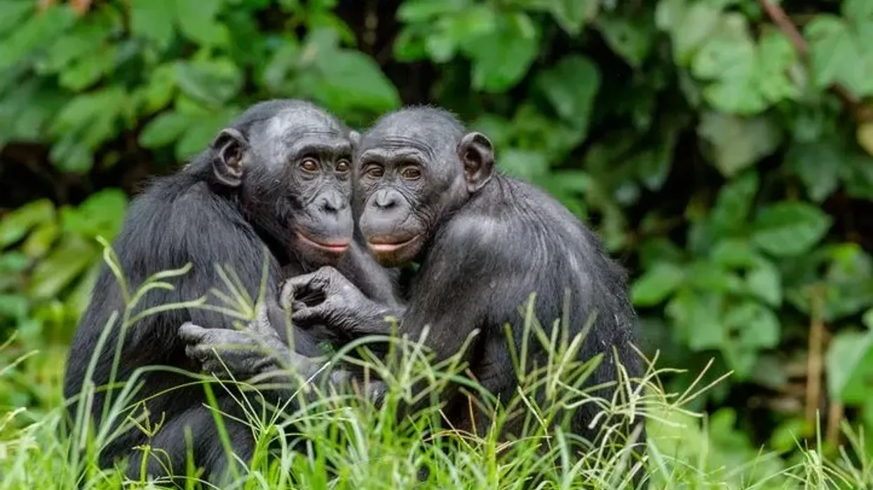 Bonobo facts are interesting for young kids.