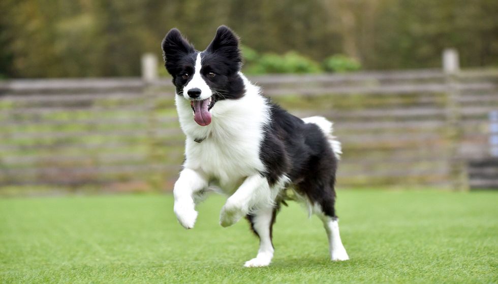 Border collie playing with dog run.