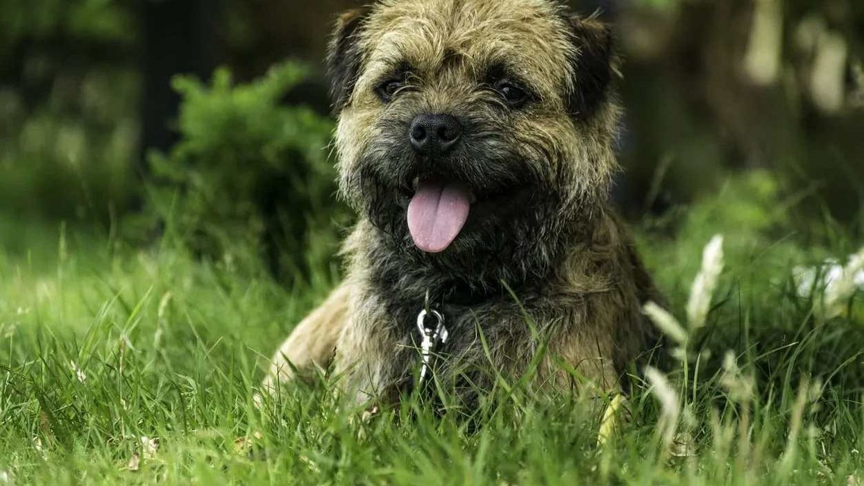 Border terrier facts are interesting.