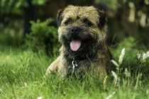 Border terrier facts are interesting.