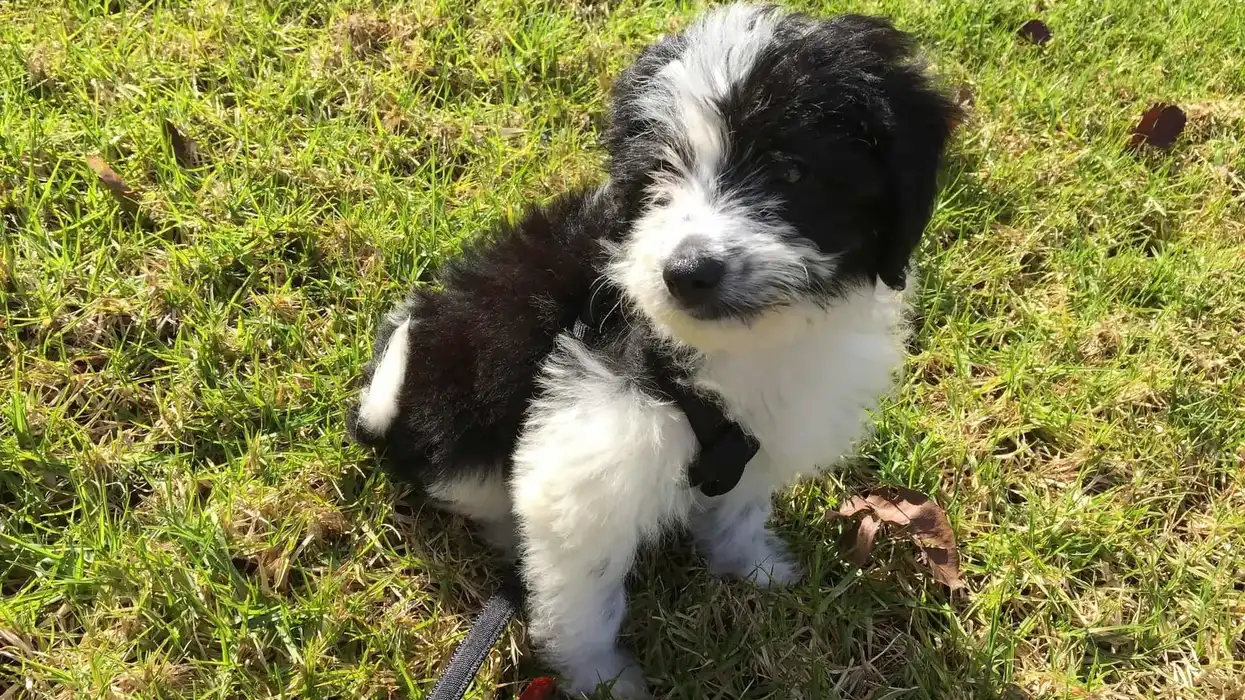 Bordoodle facts about the super-intelligent dogs suitable for apartment living