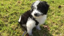 Bordoodle facts about the super-intelligent dogs suitable for apartment living