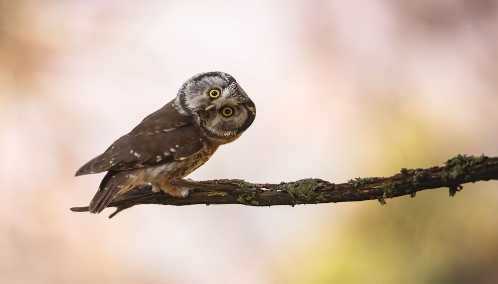 Boreal owl looking to the camera.