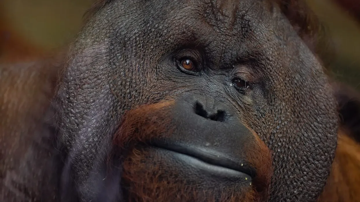 Bornean orangutans facts about the amazing animal