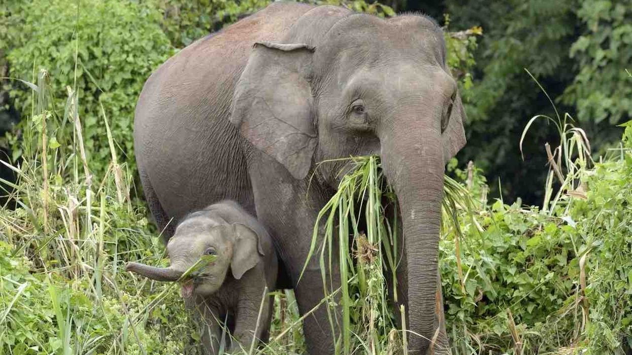Borneo elephant facts are interesting.