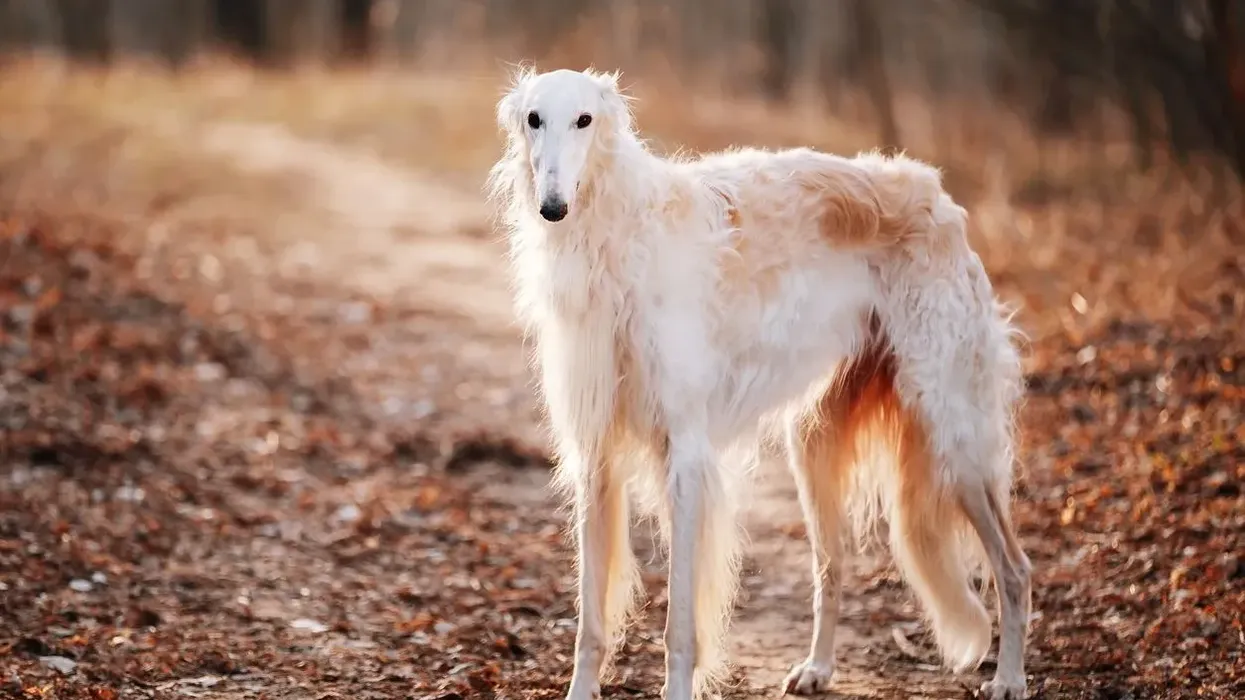 Borzoi facts are highly informative.