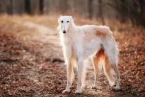 Borzoi facts are highly informative.