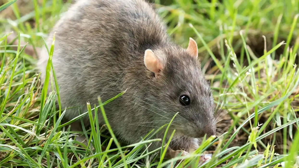 Bosavi woolly rat facts will captivate both parents and children alike!