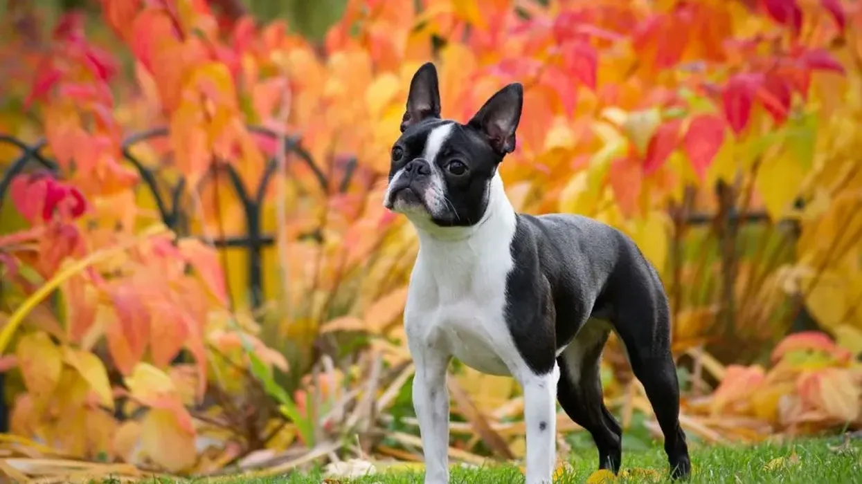 Boston Terrier facts include facts on grooming and brushing them.
