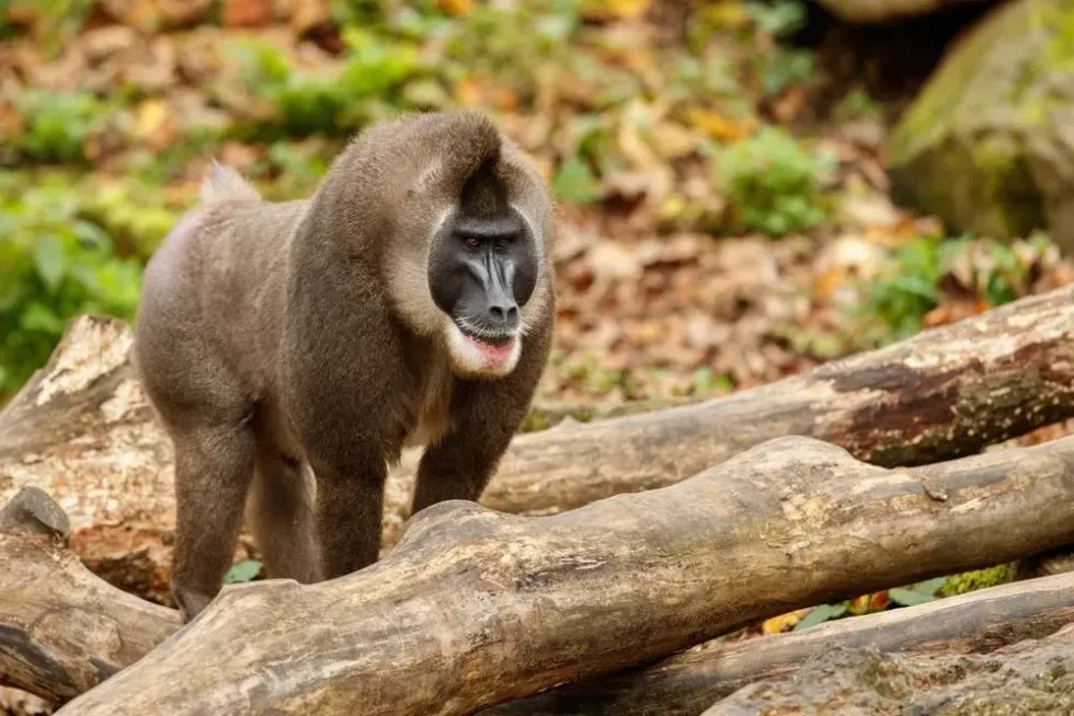 Both the mandrill and drill grin at each other as a friendly gesture!