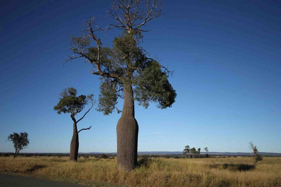 Bottle trees got their name due to their unique features of a swollen trunk and an enlarged base of the trunk, almost resembling a bottle.