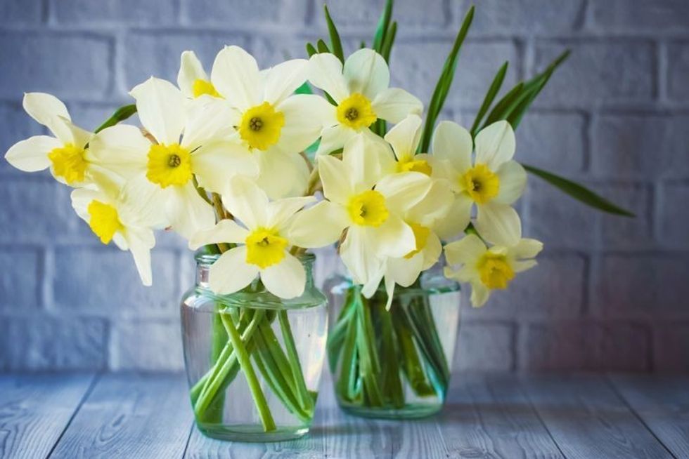 Bouquets of daffodils
