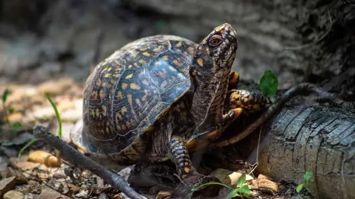 Box turtles facts are very interesting to learn