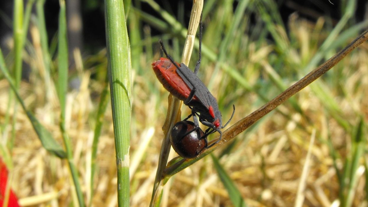 Boxelder bug facts will let you know how these bugs behave with each other.