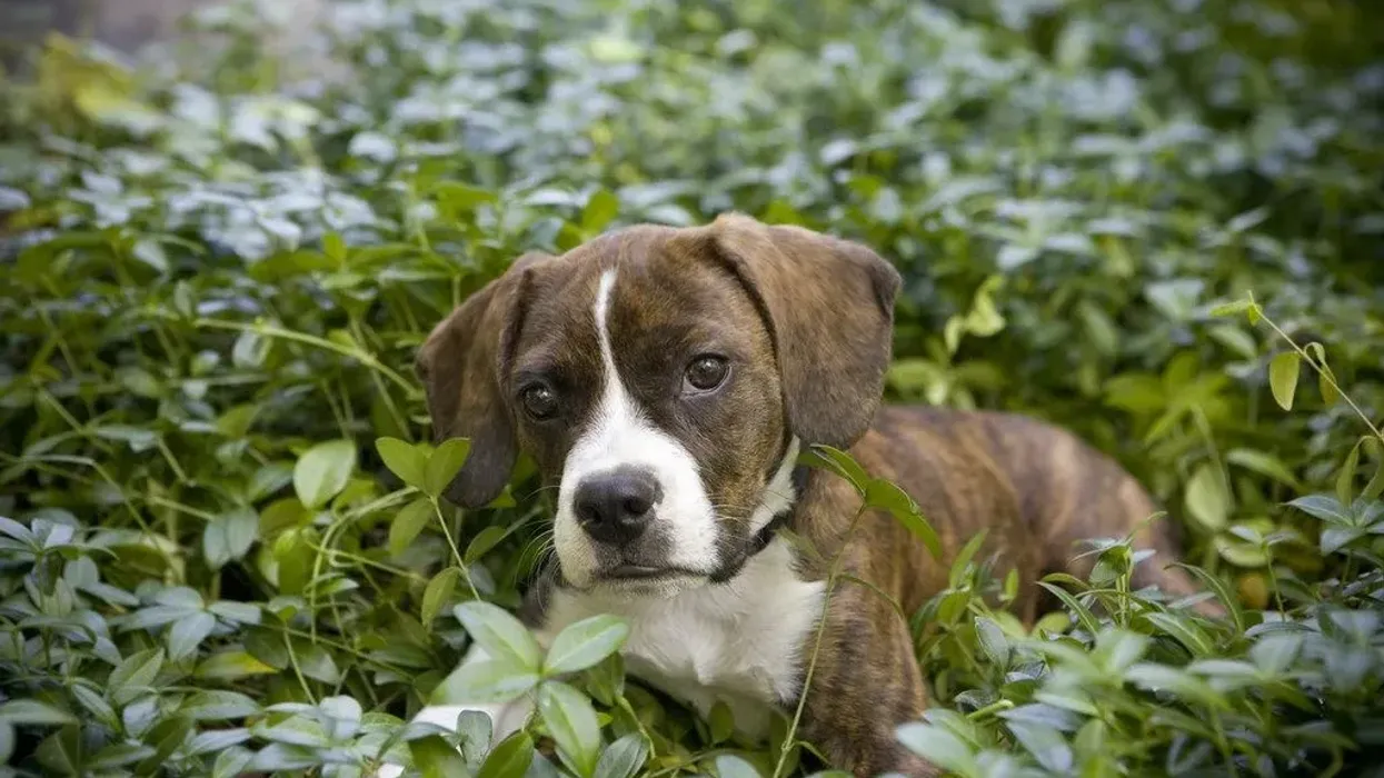 Boxer Beagle mix facts are very interesting.