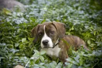Boxer Beagle mix facts are very interesting.
