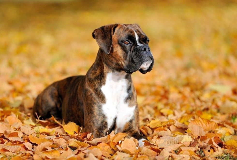Boxer dog sitting in outdoor