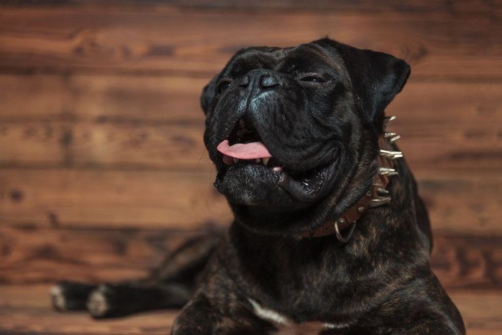 Boxer dog trying to sneeze.