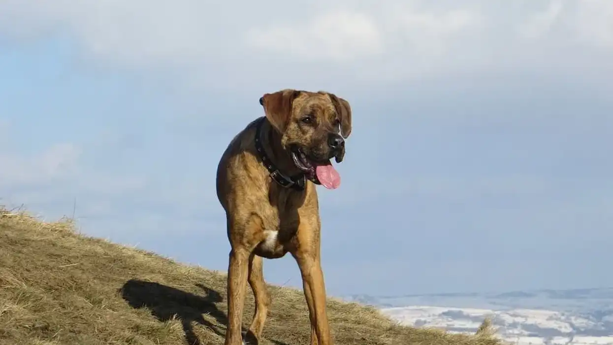 Boxer Lab Mix dog facts for kids are educational!