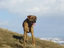 Boxer Lab Mix dog facts for kids are educational!