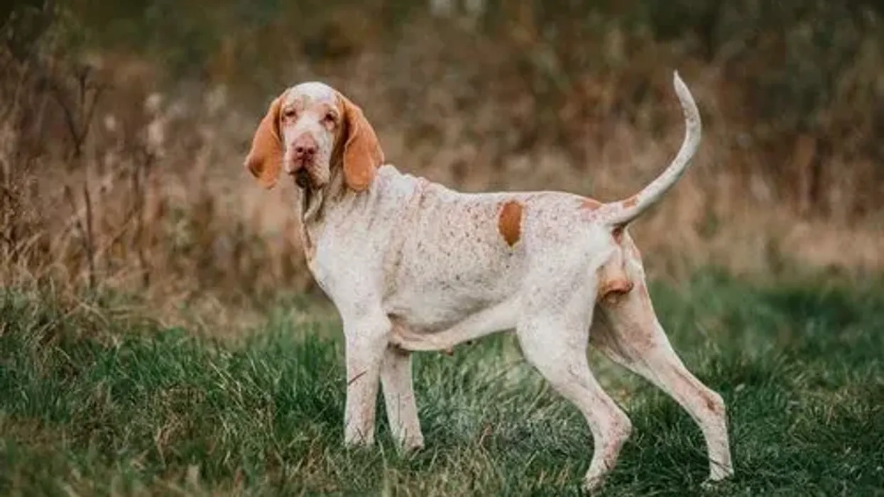 Bracco Italiano facts about an ancient breed of Italy.