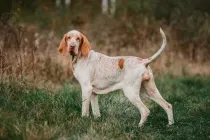 Bracco Italiano facts about an ancient breed of Italy.