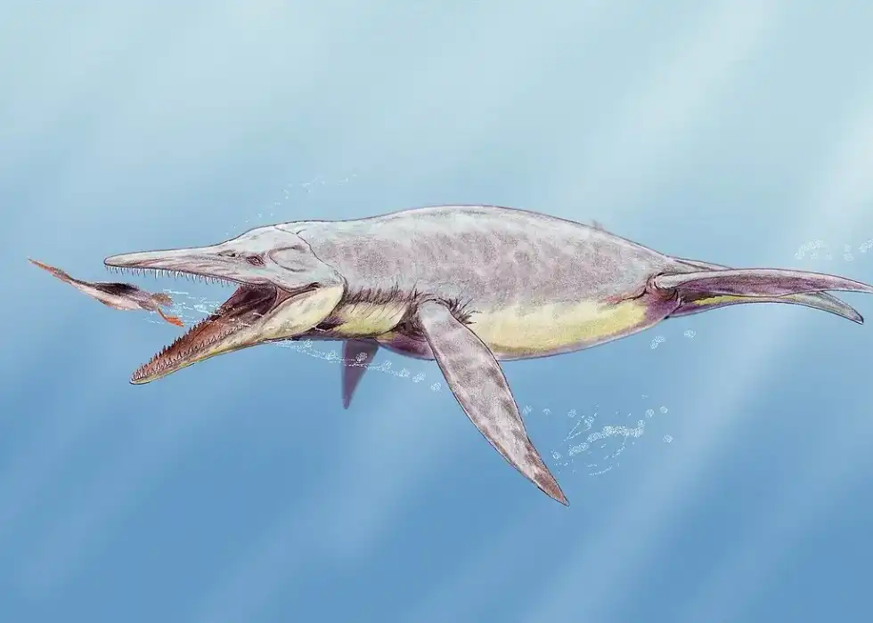 Brachauchenius facts are about an animal belonging to the taxonomic rank of Pliosauroidea.
