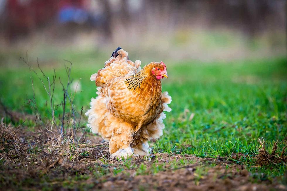 Brahma chicken searching for food.