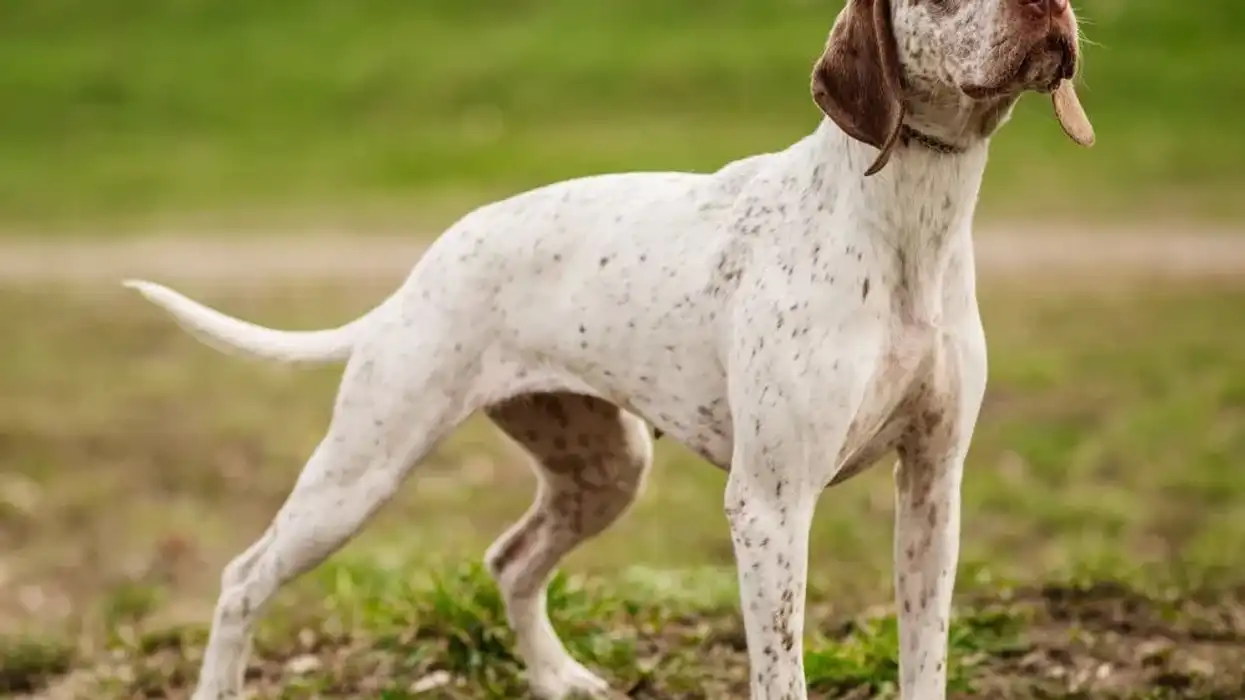 Braques du Bourbonnais facts! Hunters in France originally used them to search for prey!