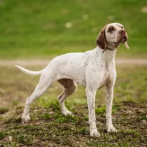 Braques du Bourbonnais facts! Hunters in France originally used them to search for prey!