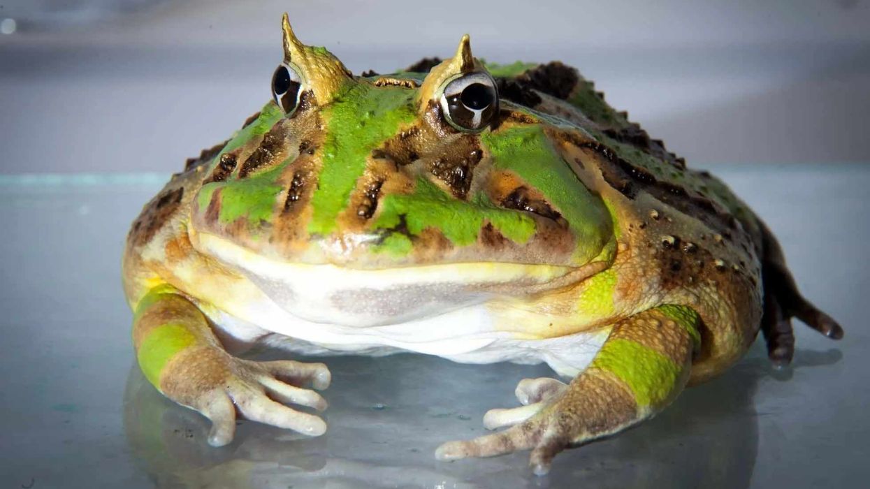 Brazilian horned frog facts for animal lovers.