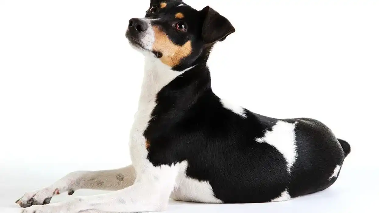 Brazilian Terrier facts about how Brazilian Terriers are easy to train and make excellent pets for children.