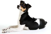 Brazilian Terrier facts about how Brazilian Terriers are easy to train and make excellent pets for children.