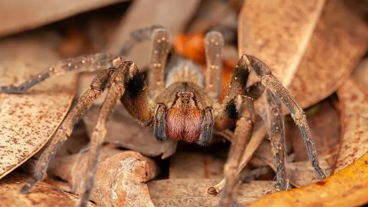 Brazilian wandering spider facts are all about a unique spider containing poisonous venom.