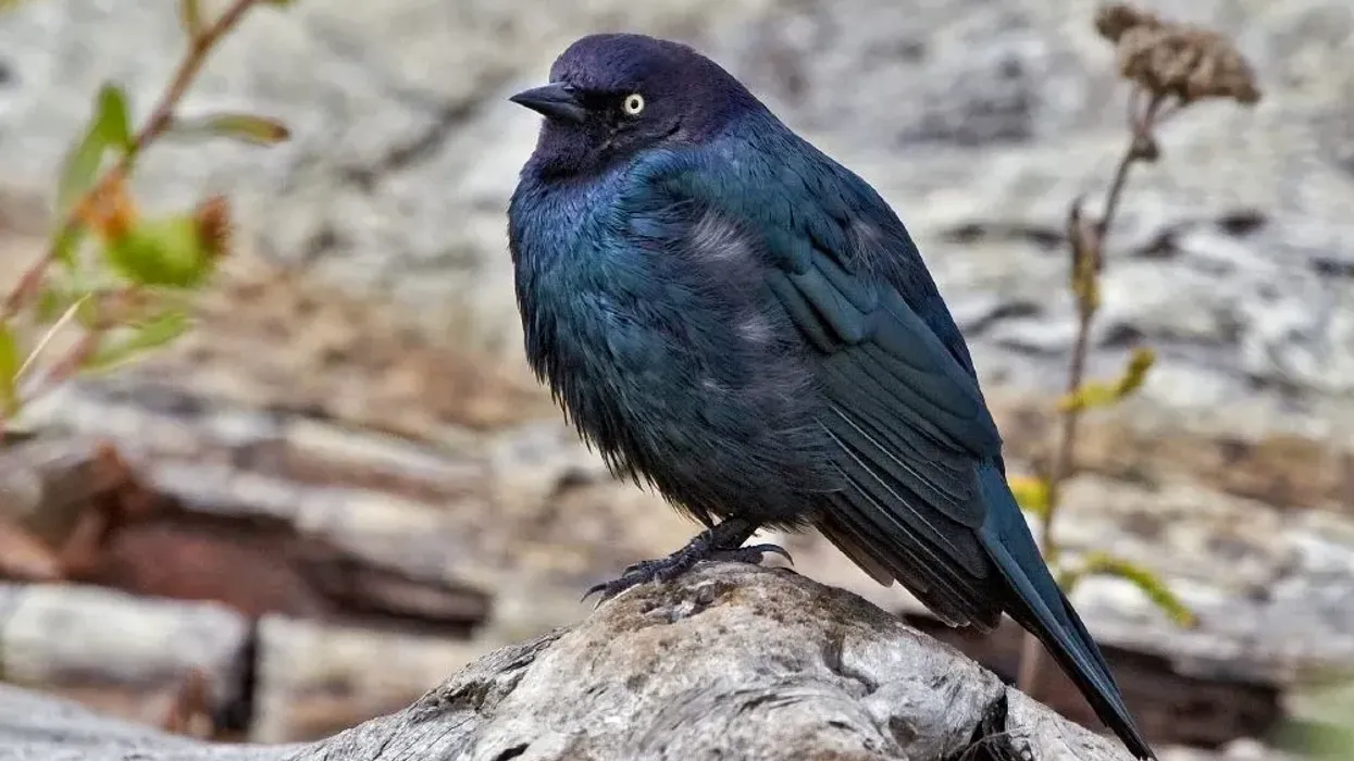 Brewer's blackbird facts are about a North American bird species.