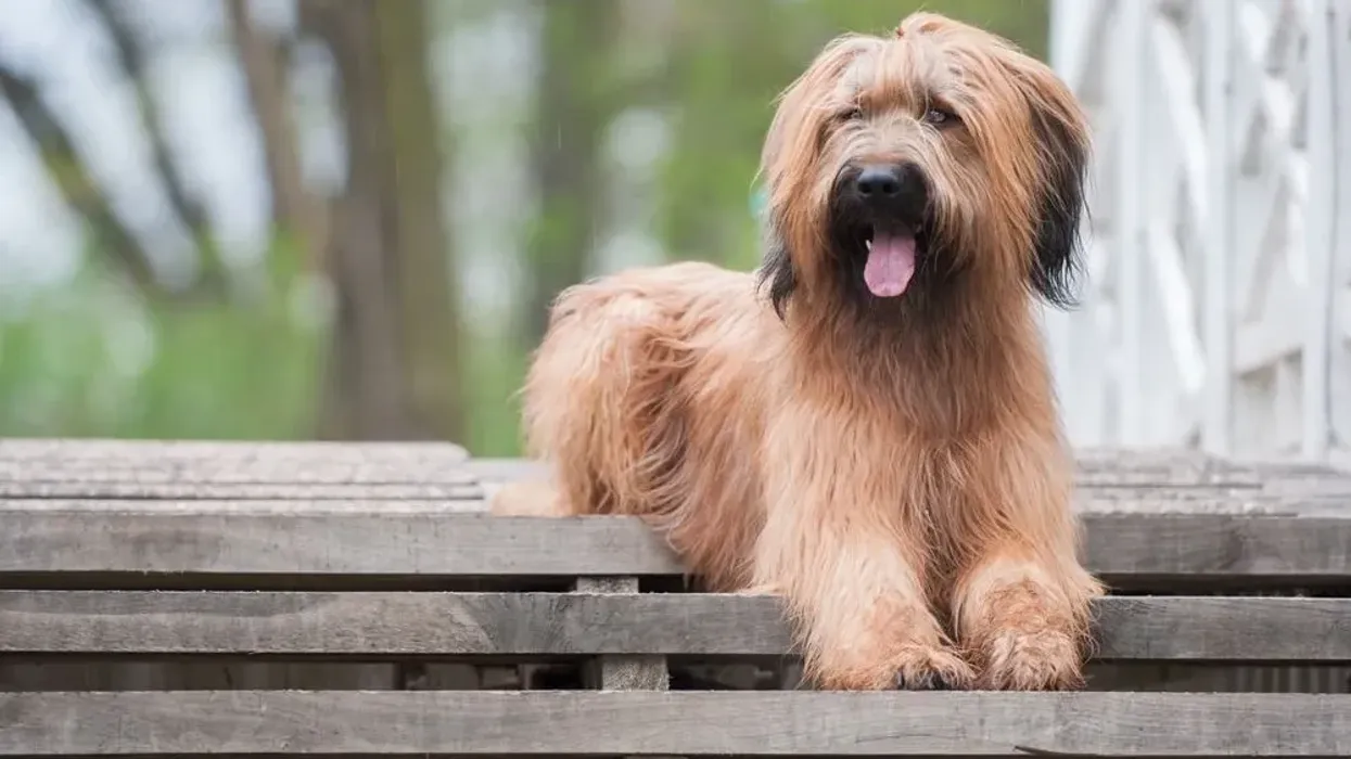Briard facts for kids are a great case study!