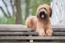 Briard facts for kids are a great case study!