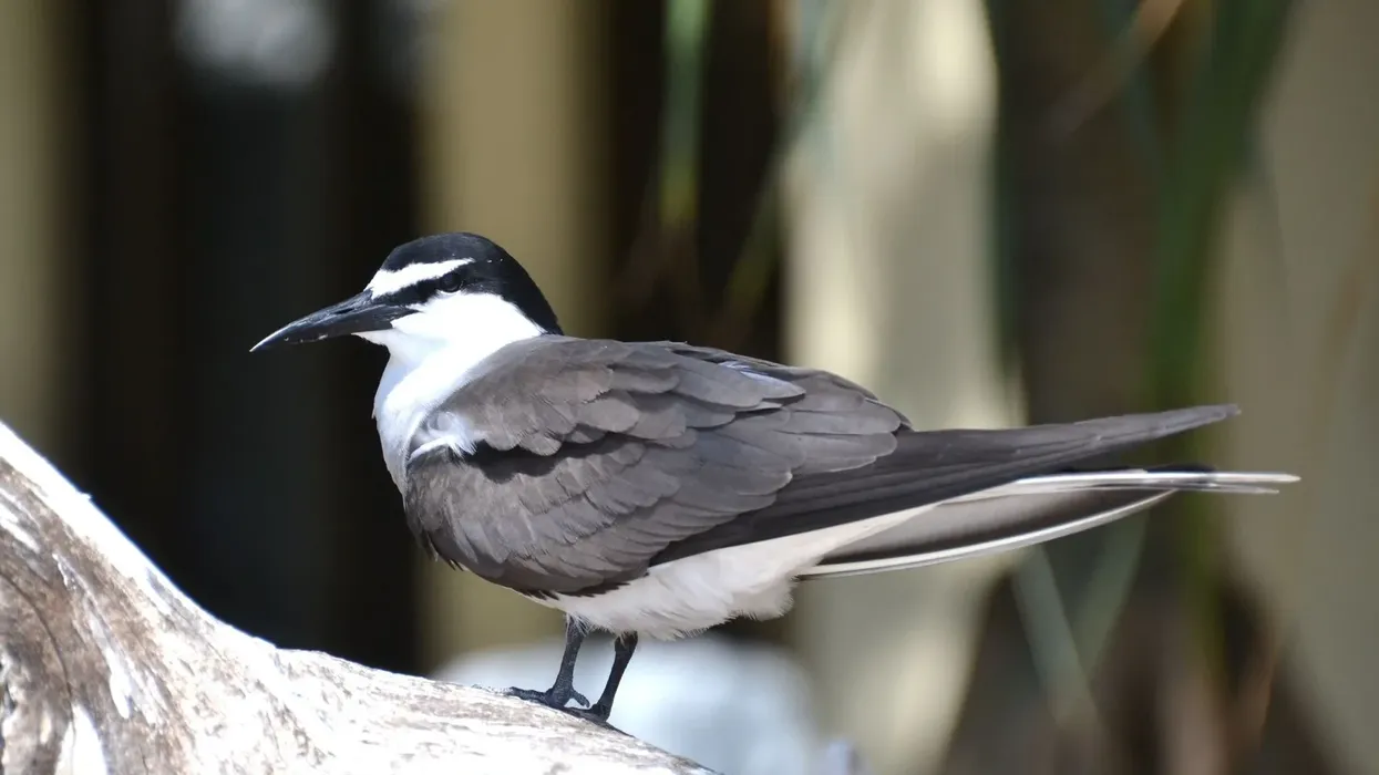 Bridled tern facts are interesting to read.