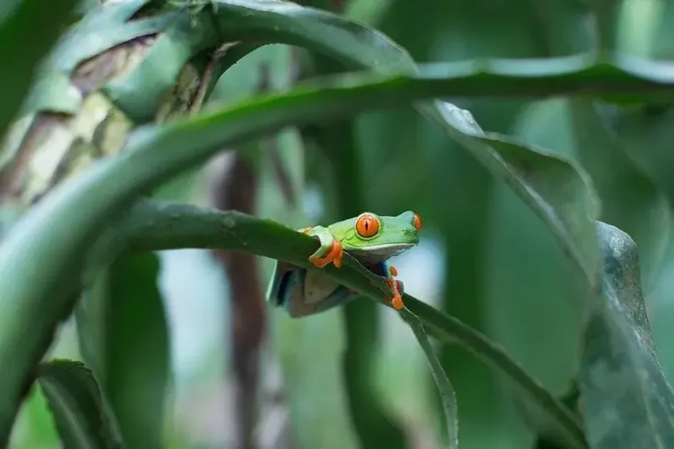 Bright-eyed frog sitting on a tree in the rainforest.