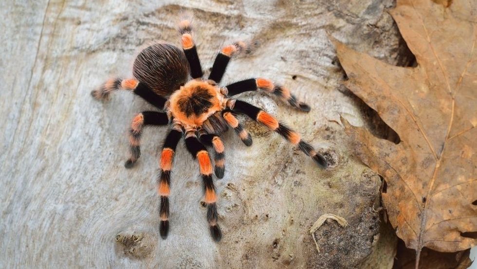 Bright orange colorful giant arachnid