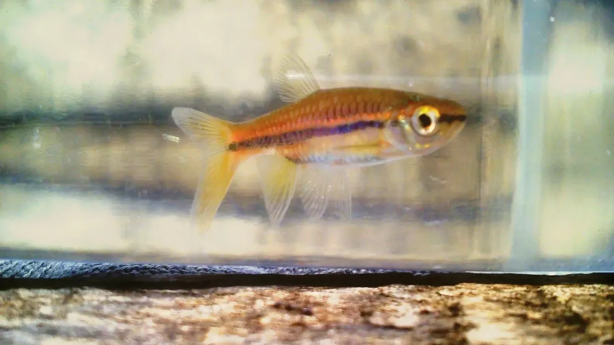 Brilliant rasbora facts about their compatibility and life in aquariums are fascinating.