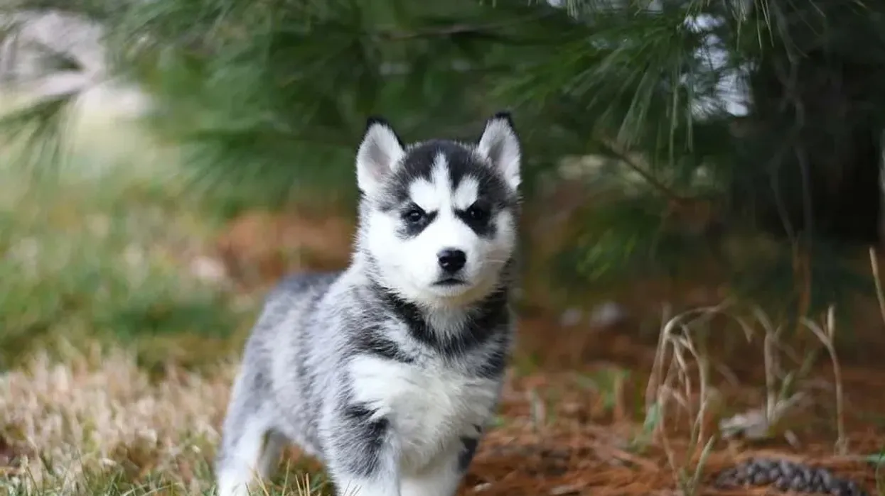 Bring a dose of joy into your lives with these fun Miniature Husky facts!
